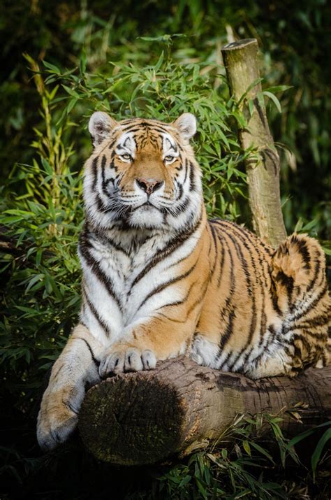 Free Stock Photo Of Tiger On Tree Trunk Download Free Images And Free