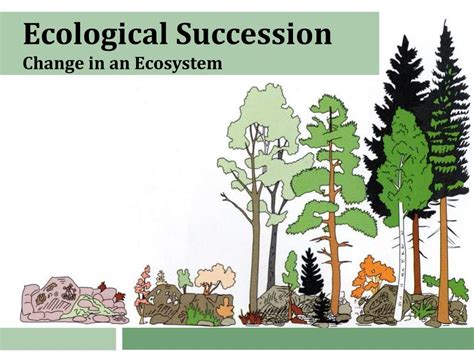 Ppt Ecological Succession Change In An Ecosystem Powerpoint