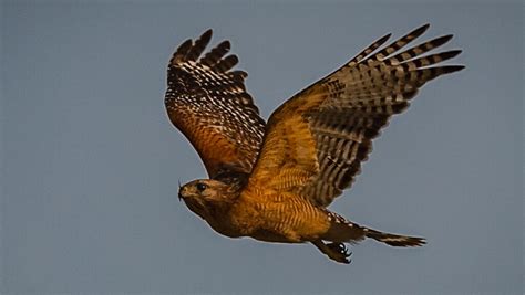 Red Shouldered Hawk In Flight Shreveport Louisiana Flickr