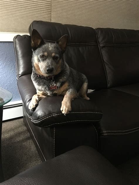 That Is One Serious Looking Heeler Aussie Cattle Dog Blue Heeler