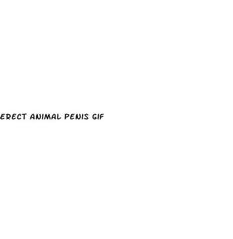Erect Animal Penis 