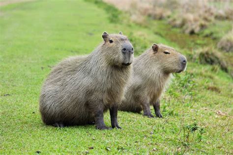7 Things Capybaras Like To Eat Diet And Facts
