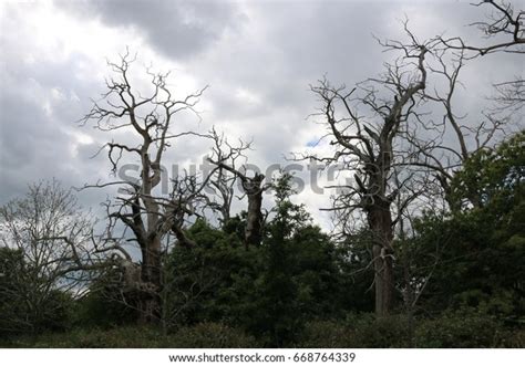 Copse Dead Elm Trees Copse Dead Stock Photo 668764339 Shutterstock