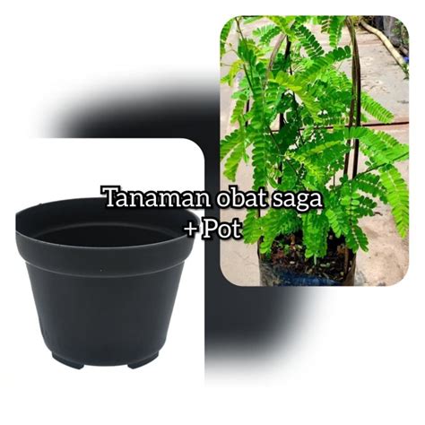 Toko Herbal Online Jual Daun Saga Di Jakarta