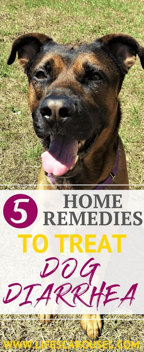 Dog Diarrhea Home Remedies 5 Best Fast Acting Remedies Diarrhea