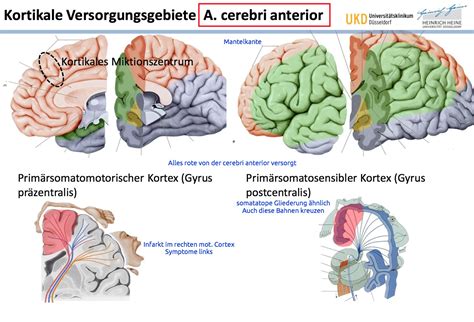 Kortikale Versorgungsgebiete A Cerebri Anteriorwas Ist