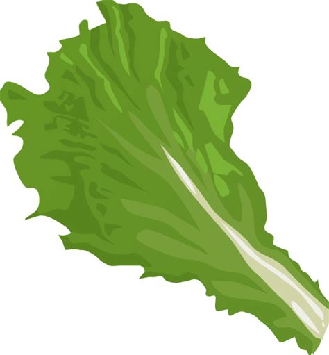 Free Lettuce Clipart Download Free Lettuce Clipart Png Images Free Cliparts On Clipart Library