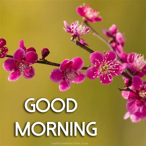 Good Morning Images With Flowers Gud Mrng Images