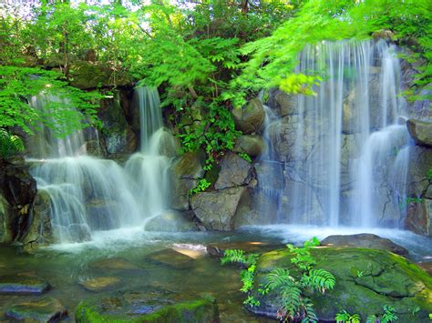 Waterfall Plant Tree Fern Rocks Stones Green Landscape With Water