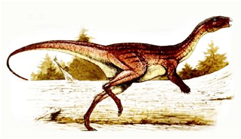Atlascopcosaurus Pictures And Facts The Dinosaur Database