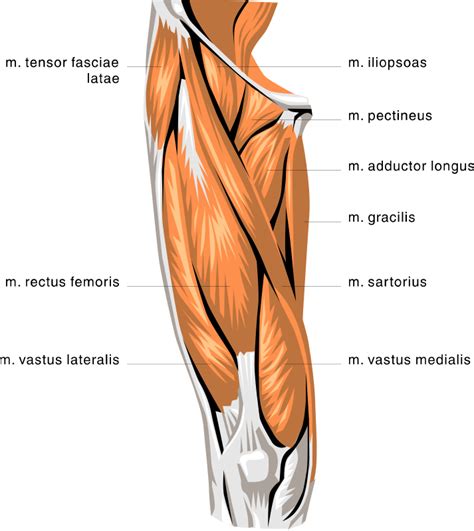 Inflammation is a protective mechanism in the. anatomy thigh muscles - /medical/anatomy/muscle/anatomy ...