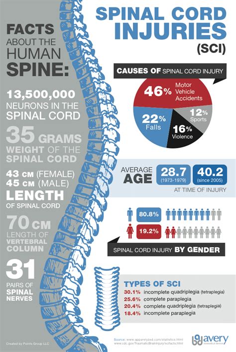 Spinal Cord Injury Information Infographic Avery Biomedical