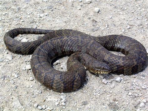 Water moccasins (also known as cottonmouths) have potent venom. No water moccasins in Nebraska | Outdoors | journalstar.com