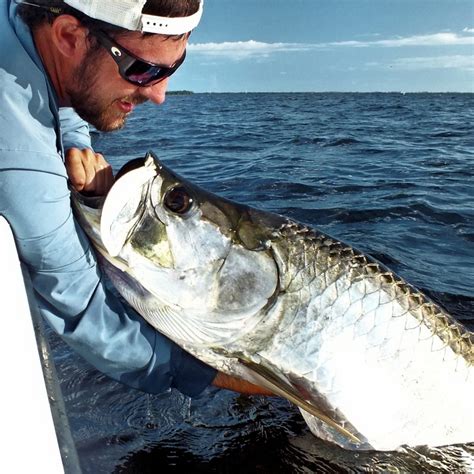 Tarpon Fishing Florida Sanibel Fishing Charters