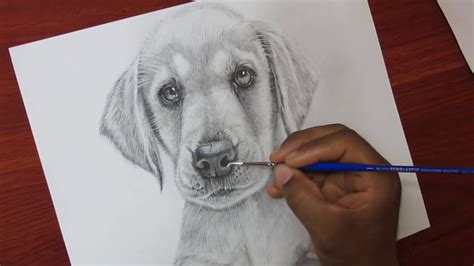 Como Dibujar Un Perro Realista