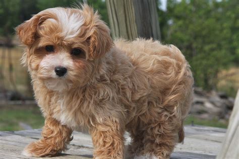 Maltipoo Puppies For Sale Affectionate And Loving