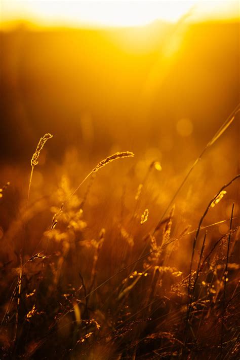 Golden Lovely Warm Tones And Bokeh Captured In Wales Why Not Join Me