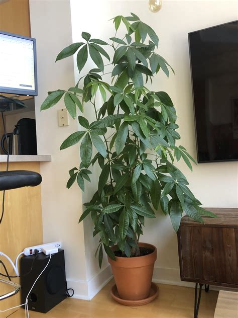 My Money Tree Is My Favourite Plant In My House Rindoorgardening