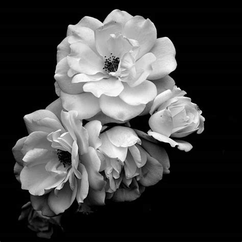 Best Black And White Roses Stock Photos Pictures And Royalty Free Images
