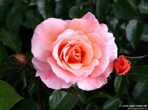 Buy Fragrant Delight ® Floribunda Rose Agel Rosen