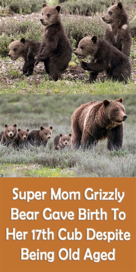 super mom grizzly bear gave birth to her 17th cub despite being old aged
