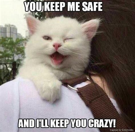 70 Most Hilarious White Cat Meme And Funny White Cat Images With Images