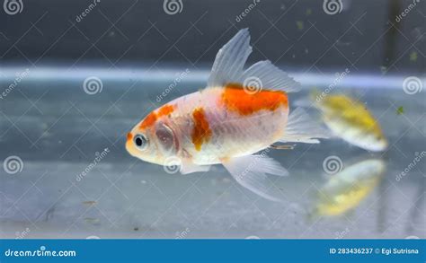 Peculiarities Of Deformed Fish Without Tails Stock Image Image Of