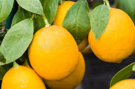 Ripening Oranges On Small Trees Stock Image Image Of Orange Organic