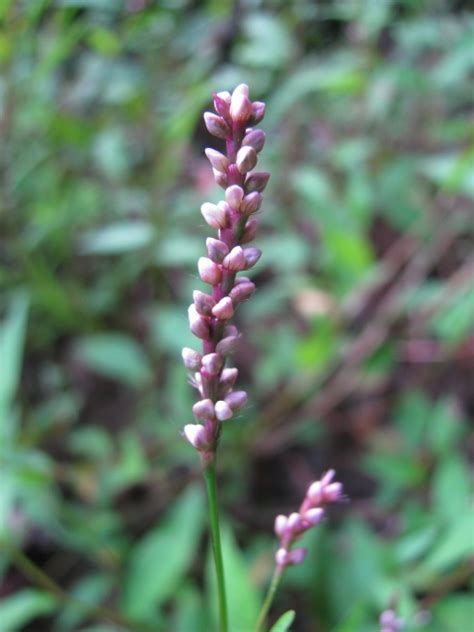 In #wildediblewednesday tags plants, native plants, edible plants in georgia, medicinal plants in georgia, kudzu edible and medicinal uses, kudzu this week's plant for #wildediblewednesday is rhus typhina, or staghorn sumac. In the Garden: Georgia Wild Flowers