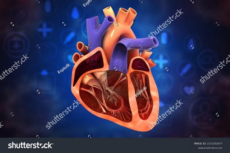 Human Heart Cross Section On Medical Stock Illustration 2151202677
