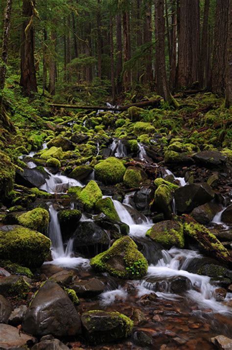 Moss Covered Rocks Waterfall Side Creek On Sol Duc Falls Trail Olympic