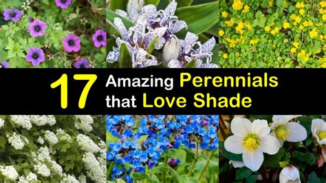 17 Amazing Perennials That Love Shade Shade Perennials Flowers