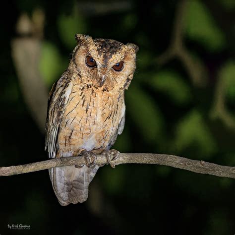 Indian Scops Owl Otus Bakkamoena Krish Chandran Flickr