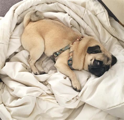 Pug Instagram Accounts You Need To Follow Right Now