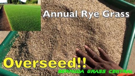 How To Overseed Bermuda Grass With Rye Grass Youtube