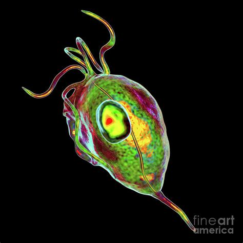 Trichomonas Vaginalis Photograph By Kateryna Kon Science Photo Library Fine Art America