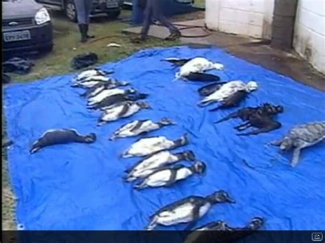 Mais De 200 Animais Marinhos Aparecem Mortos Em Praias De SP ANDA
