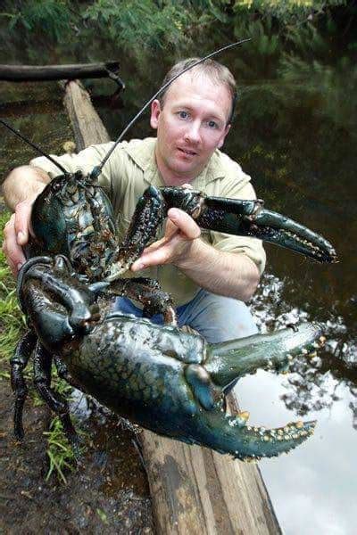 The Endangered Tasmanian Giant Freshwater Crayfish Is The Largest