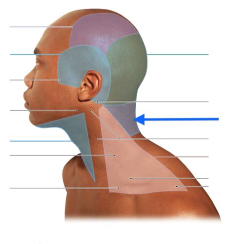 Anatomy Lab 9 Flashcards Quizlet