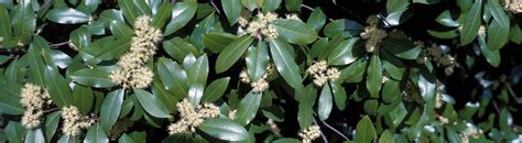 Fact sheet Cherry Laurel  UF/IFAS Extension Nassau County
