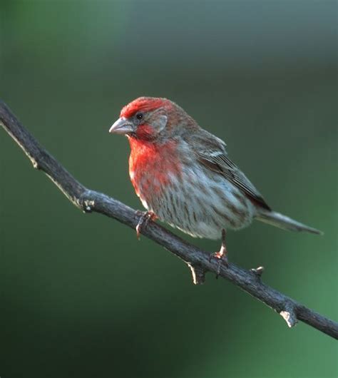 17 Best Images About Indiana Birds On Pinterest Midnight Blue