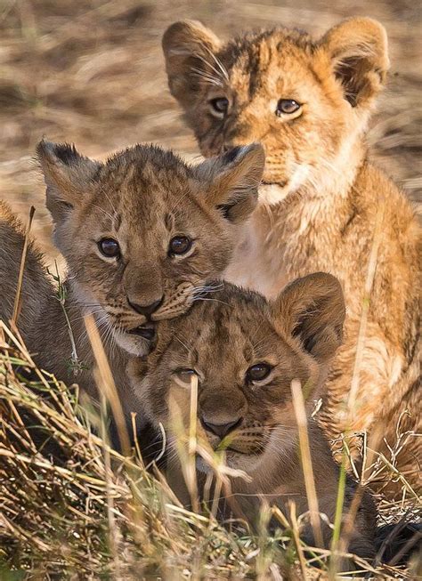 13 Best Images About Lioness And Cubs Tattoo Inspiration