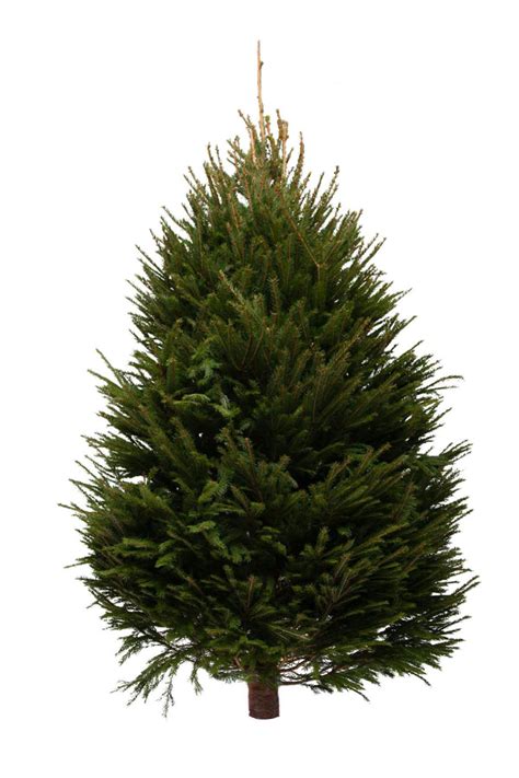 Norway Spruce Real Christmas Tree 7ft Pines And Needles