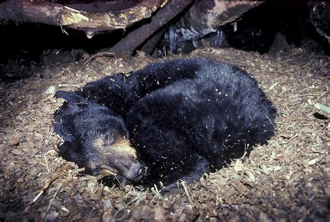 how does the bear hibernate without eating drinking and excreting for more than 100 days inews