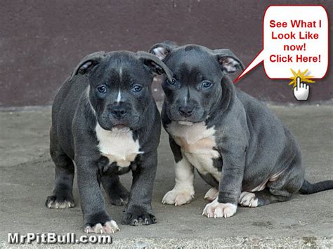Blue Pitbull Puppies Wallpaper