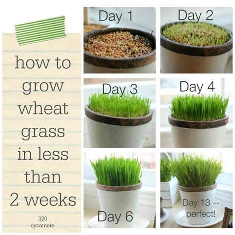 How To Grow Wheat Grass In 2 Weeks Or Less 320 Sycamore