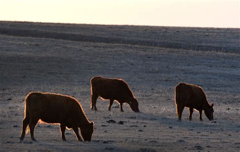 Colorado Ranchers Raise Alarm Over Ballot Initiative On Animal Cruelty