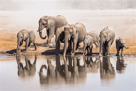 Divide your group members into 4 smaller groups and give each group one of the food group 5. How Many Elephants Are There in the World? - WorldAtlas