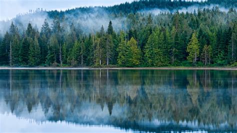 Reflection On The Lake Pine Forest Fog Hd Desktop Wallpaper