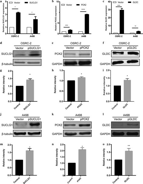 Rt Qpcr And Western Blotting Validation Of The Expression Level Of